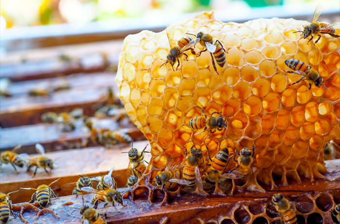 空気と水が澄んでいるタスマニアは、世界のグルメが絶賛する蜂蜜の産地